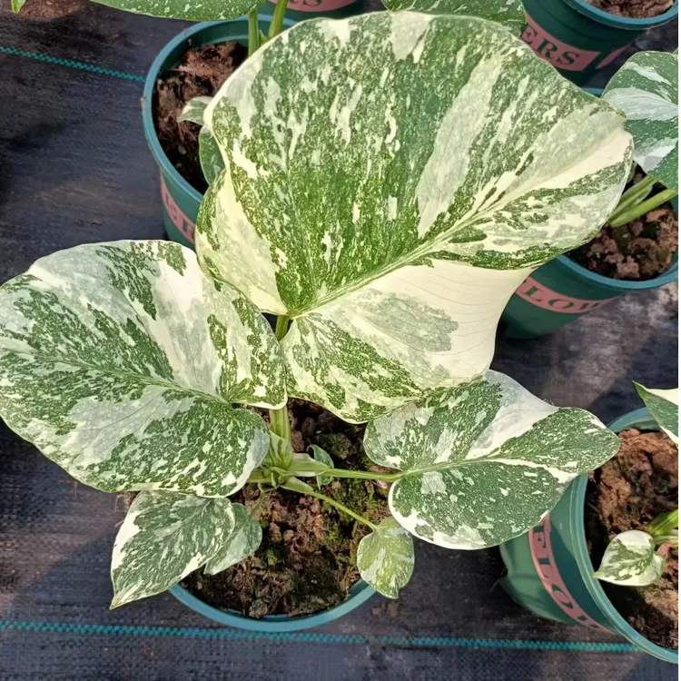 洒金龟背竹白龟绿龟锦化植物室内花卉绿植