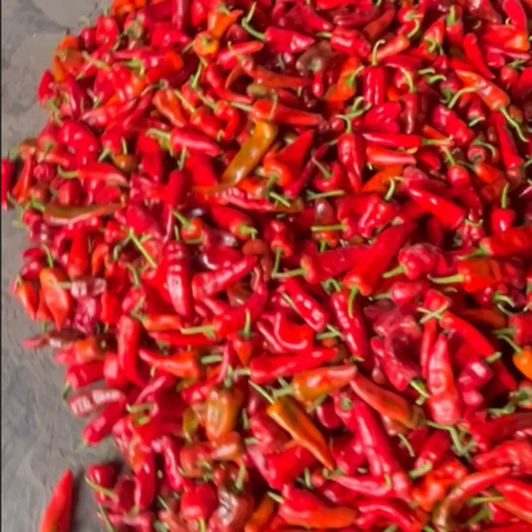 婺源段莘高山本地线椒红辣椒超特辣新鲜现摘口感好山区辣椒酱农家