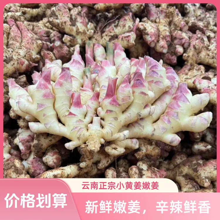【嫩姜】2025年云南新鲜现挖生姜小黄姜红牙嫩姜做泡姜产地直发红芽