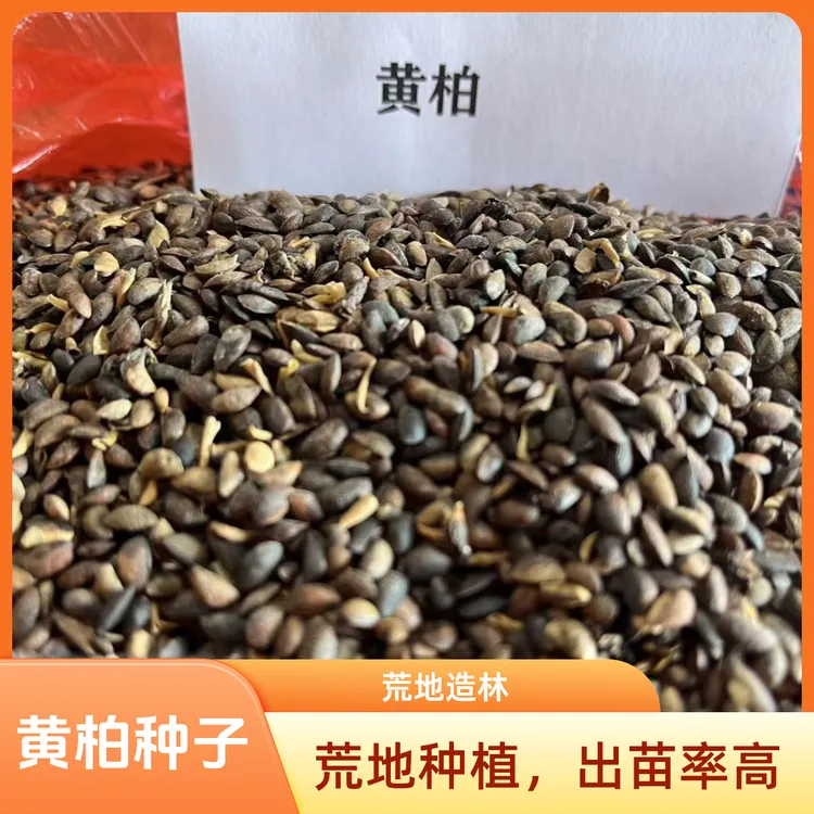 大叶厚皮黄柏种子适合荒地种植经济林下种植黄柏种子高送培育技术