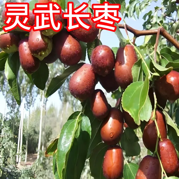 灵武长枣树果苗南北方耐寒枣树活苗盆栽嫁接苗大枣树树苗当年结果