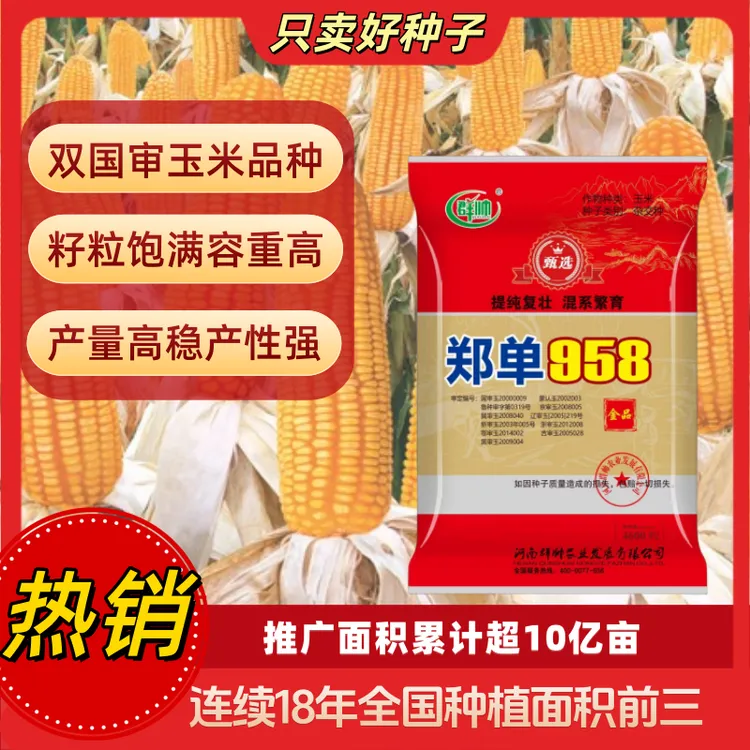 双国审玉米品种郑单958，4600粒大包装