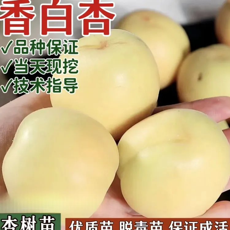 香白杏树果苗南北方庭院地栽种植特大果树苗盆栽嫁接耐寒当年结果