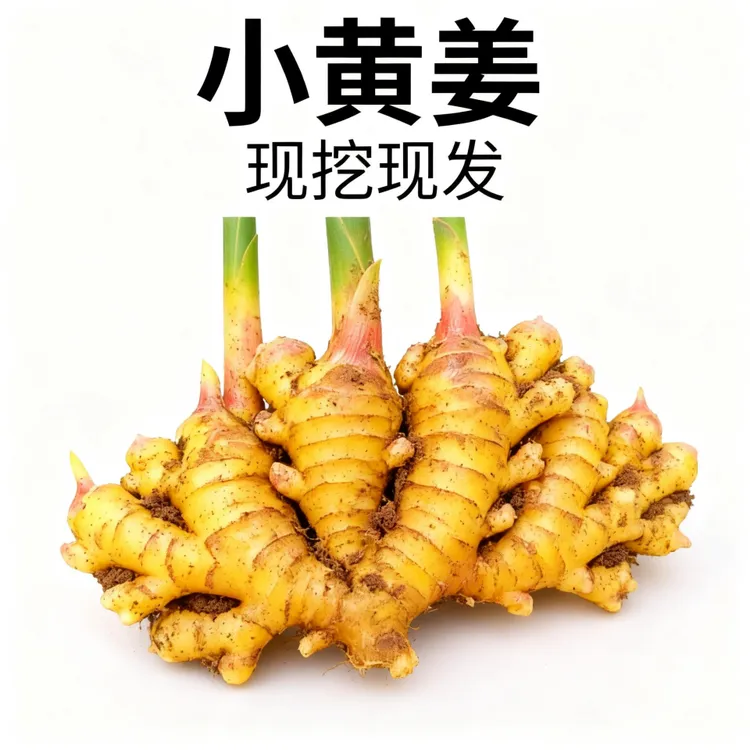 新鲜现挖小黄姜山地种植香味浓郁辛辣适中