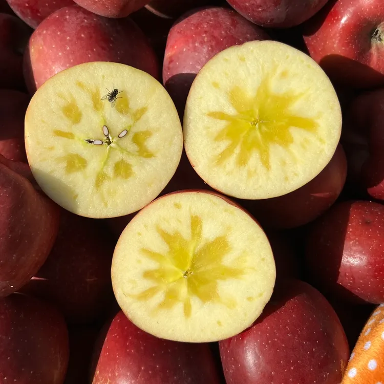 【正宗云南昭通冰糖心丑苹果粉面苹果水果正宗苹果冰糖心苹果】