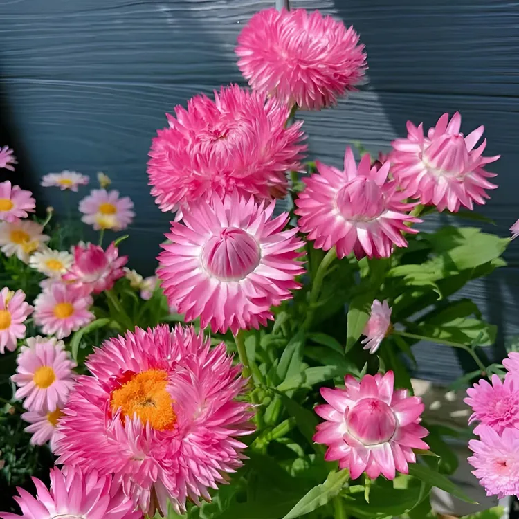混色麦秆菊种子阳台庭院盆栽易活花草花卉种子