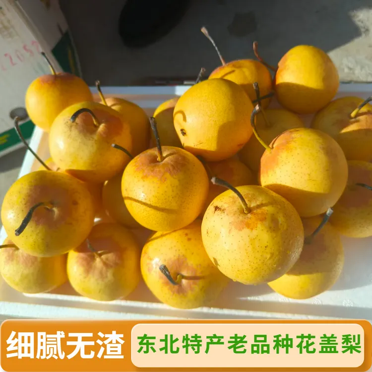 顺丰]东北特产花盖梨正宗老品种细皮无渣甜酸多汁新鲜应季水果