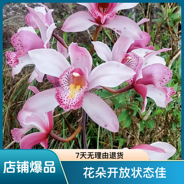 越南美花兰，精品兰花，随机发货，可以直接拍石斛兰桃金娘洋兰鲜花
