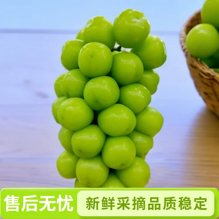西昌阳光玫瑰葡萄新鲜采摘脆甜多汁无籽顺丰冷链发货