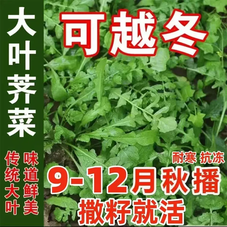 【大叶荠菜种子】荠荠菜野菜种籽阳台小院四季青菜农家蔬菜种子