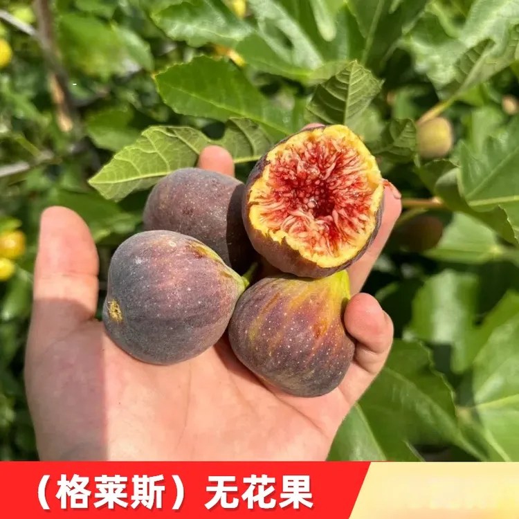 格莱斯无花果苗糖心水蜜桃无花果树苗四季盆栽地栽苗