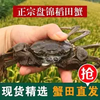 【活蟹】正宗盘锦稻田蟹 全母蟹 (1.5-1.2两/只)  约18-22只