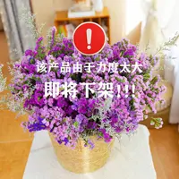 【买一束送一束】到手两束勿忘我云南昆明基地干花永生花摆件鲜花