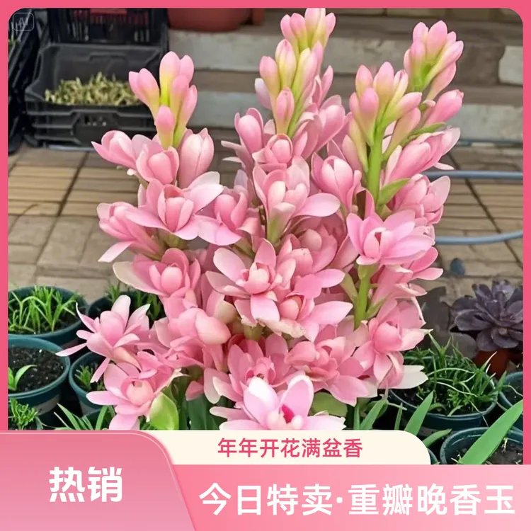 【重瓣晚香玉种球】盆栽花卉庭院客厅阳台室内晚香玉盆栽四季开花