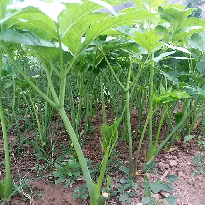 强精草还阳草长寿菜神仙草盆栽连盆带土四季可种阳台庭院种植