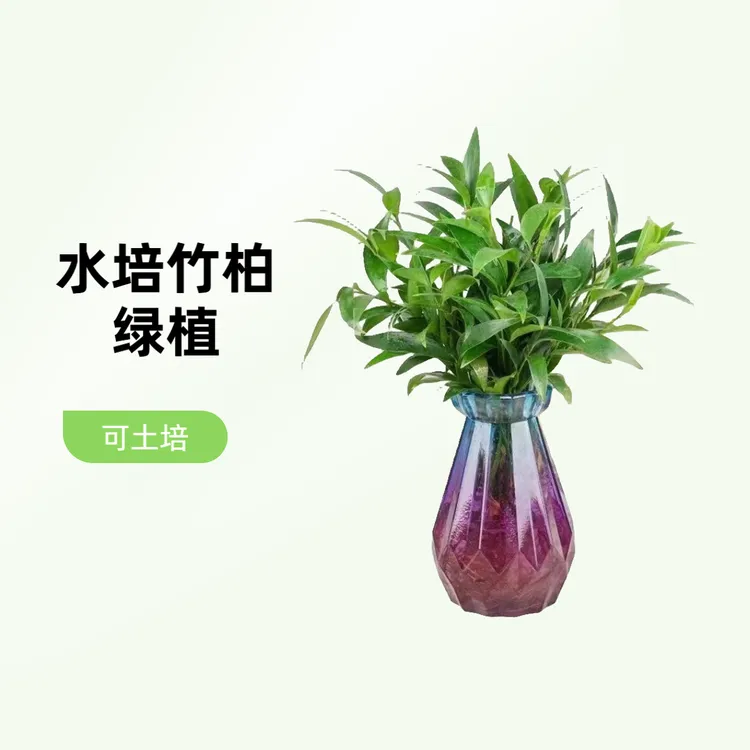 水培竹柏绿植盆栽水养绿植办公室室内阳台客厅好养四季常青绿植商品图