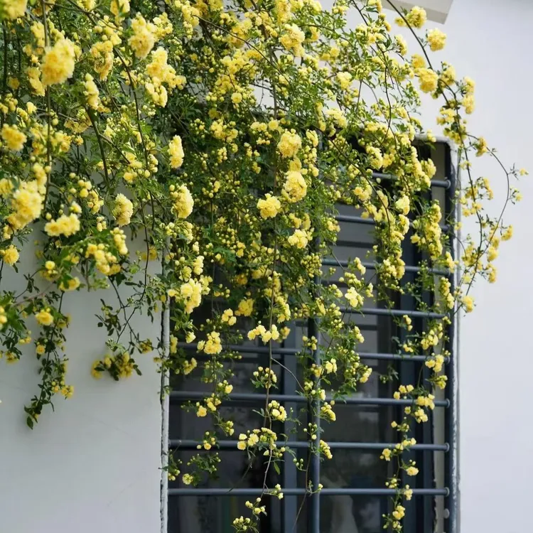 （买3送1）黄木香花树苗爬藤浓香重瓣红木香四季开花庭院盆栽地栽