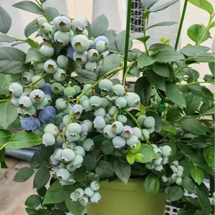 抗寒蓝莓大果树苗蓝莓正宗盆栽地栽蓝莓苗南方北方种植苗果树