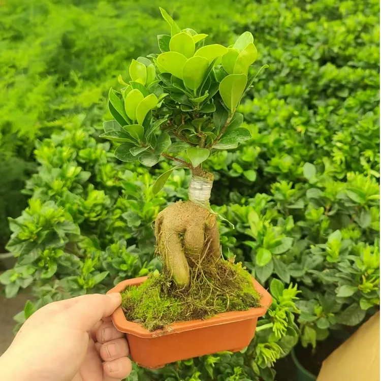 人参榕小叶榕室内禅意盆栽四季常青耐寒榕树造型树桩盆景好养绿植