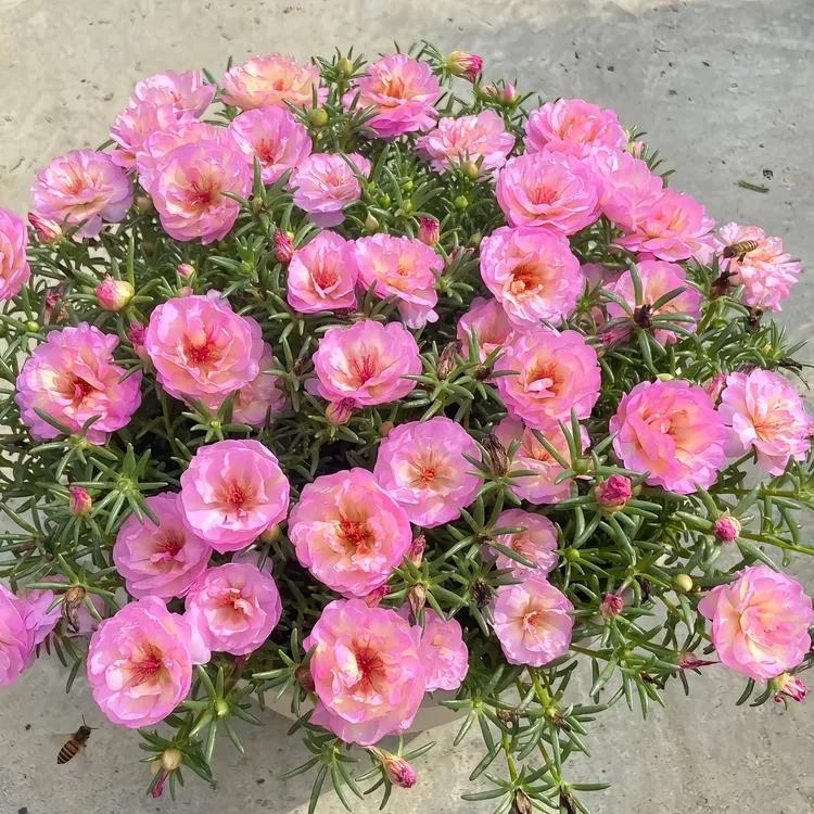 正品重瓣太阳花种子混色太阳花籽四季好养易活盆栽户外开花花种