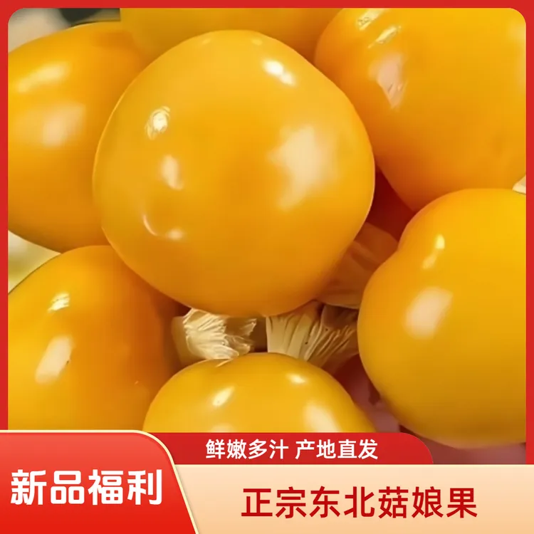 【大果福利价】正宗东北菇娘果黄金灯笼果新鲜水果当季水果产地直发