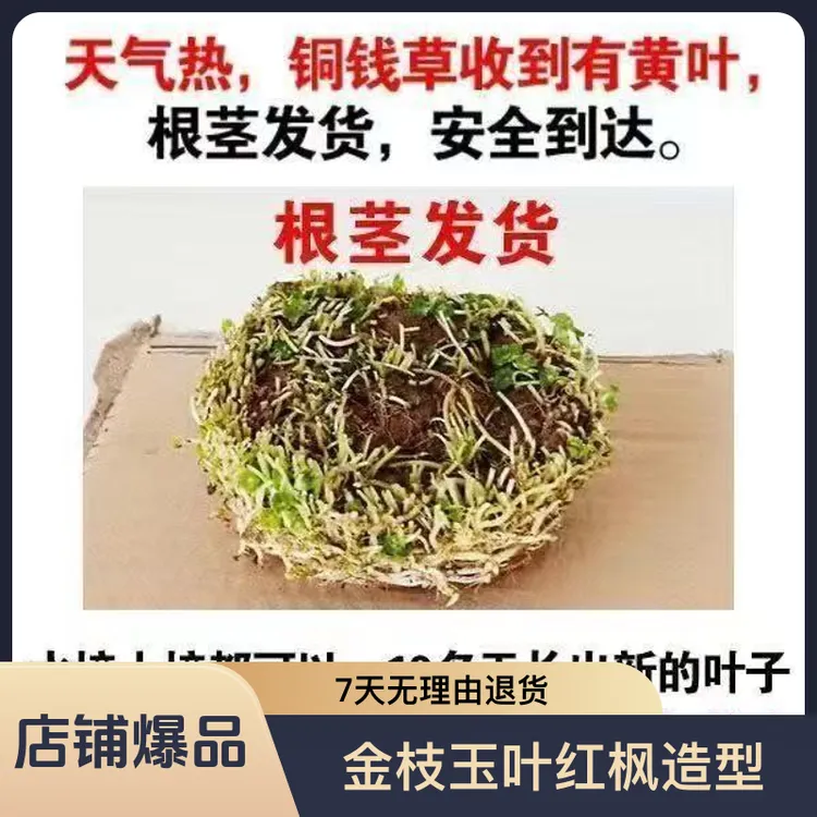 [择优]铜钱草水培植物室内外盆栽四季好养吸甲醛花卉绿植
