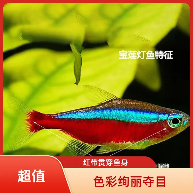 直播宝莲灯鱼小型热带巴西大号宝莲灯观赏鱼灯科鱼缸淡水草缸群游