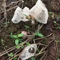 四川宜宾屏山县大山里农家长裙干竹荪