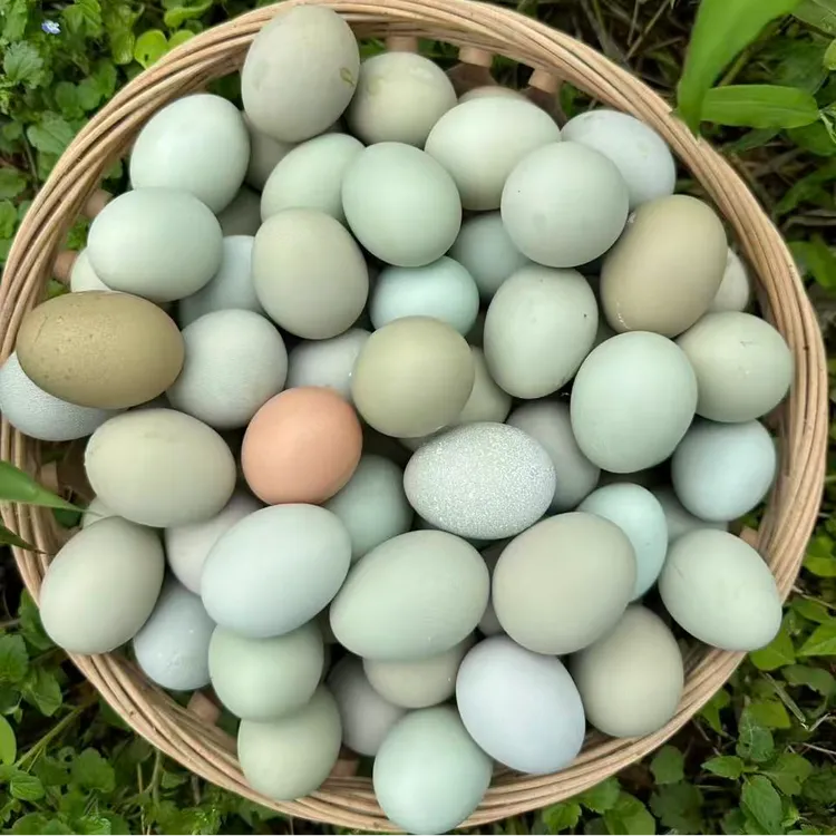 正宗散养土鸡蛋绿壳鸡蛋粉绿壳蛋混合装健康美味适合孕妇老人小孩