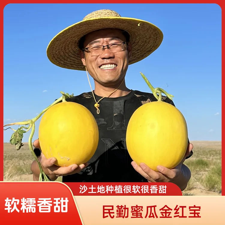 甘肃民勤蜜瓜黄金蜜瓜金红宝软糯香甜净含量4.5斤~8.5斤