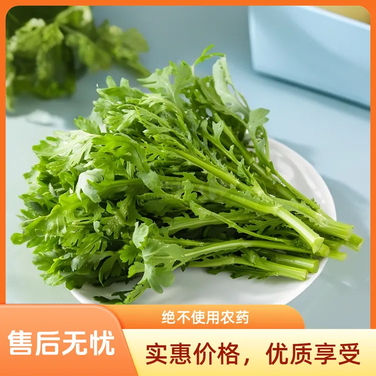 自然生长茼蒿绝不使用农药当日送达绿色健康