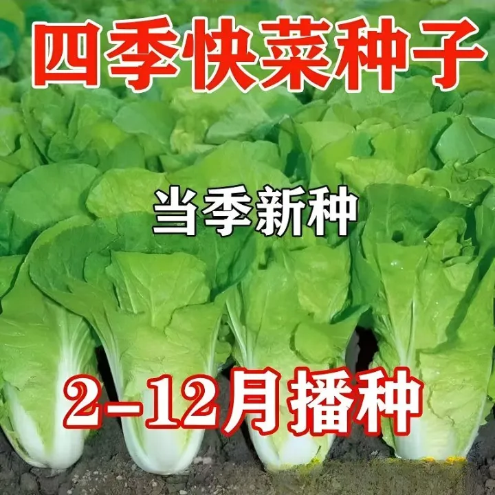 下单就发3包】四季奶油快菜种子小白菜籽耐热速生种孑阳台蔬菜籽种商品图