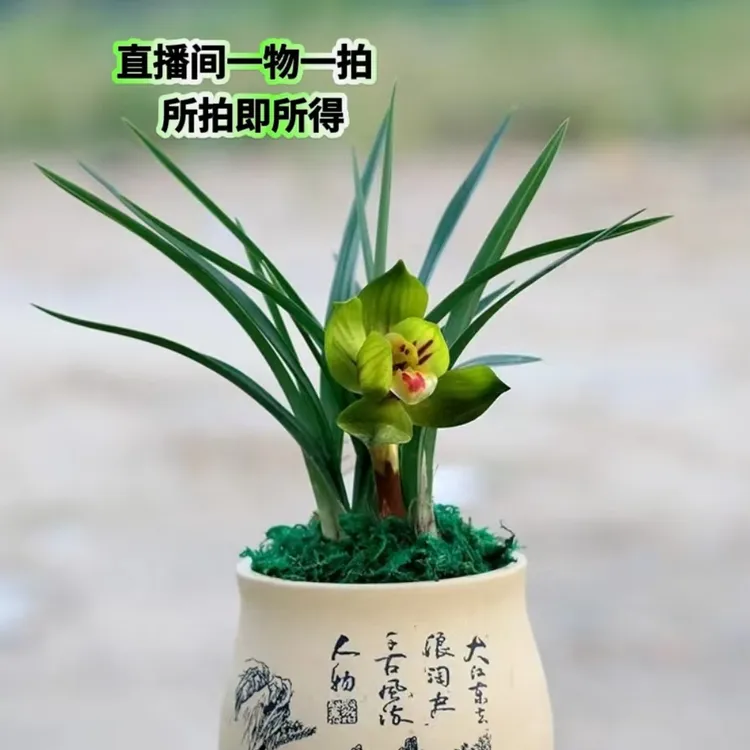 崇德兰苑人工自然种植兰花兰花盆栽直播间一物一拍兰花草兰一三