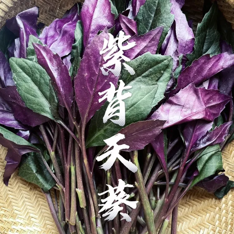 紫背菜种子天然补血菜红凤菜天葵血皮菜补铁菜菜种大全蔬菜种子