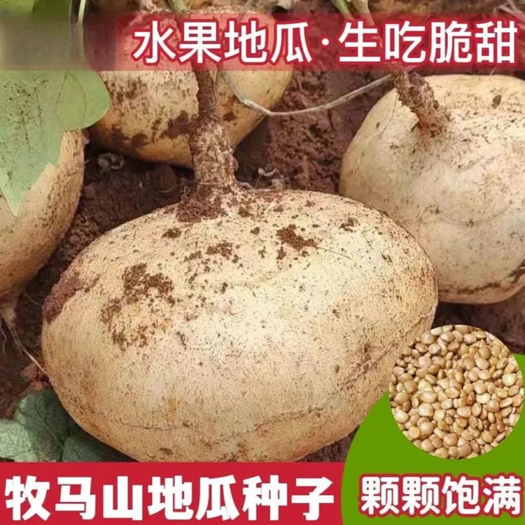 【L】牧马山地瓜种子种籽孑水果地瓜特大白瓤香甜早熟种植商品图