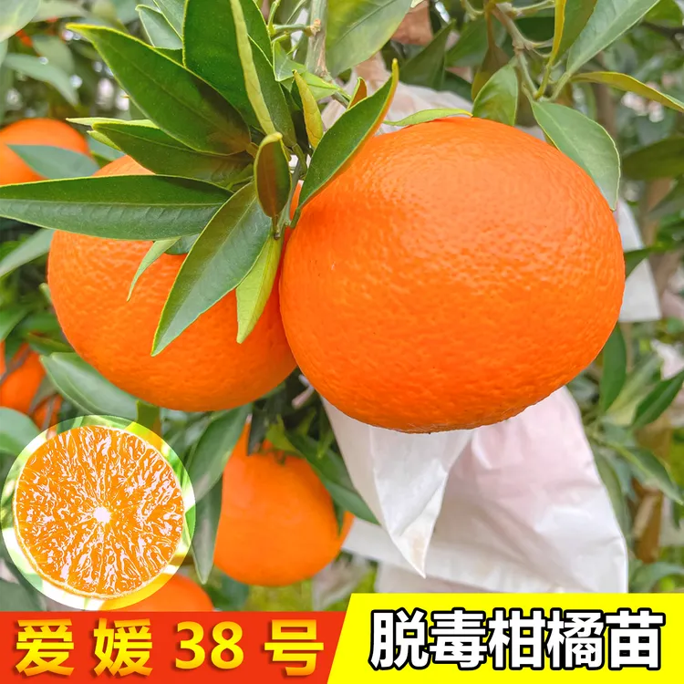 正宗重庆脱毒爱媛38号耙耙柑阿密达沃柑果苗红美人果树嫁接苗