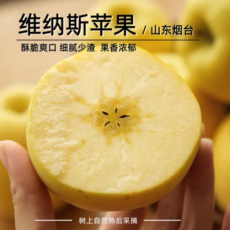 【顺丰包邮】山东黄金维纳斯苹果香甜酥脆唇齿留香新鲜采摘产地直发