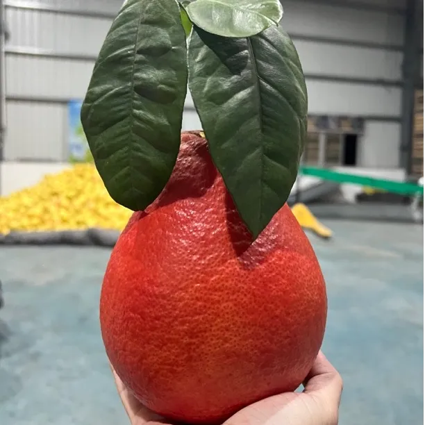 【香水红柚】正宗泰国暹罗红当季稀有水果新鲜采摘年货节送礼佳品1