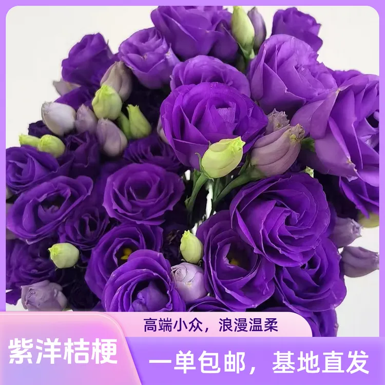【洋桔梗】紫色桔梗云南高端小众鲜花一单包邮直发基地紫色洋桔梗