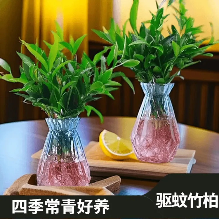 【水培驱蚁竹柏】水养盘裁绿植水培花卉客厅办公好养四季常青商品图