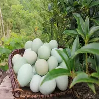 薇栗记【会员享实惠】绿壳鸡蛋