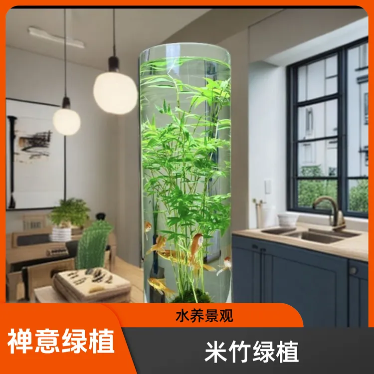 水培植物绿植盆栽室内绿植盆栽室内绿植盆栽室内水培植物茶室盆景