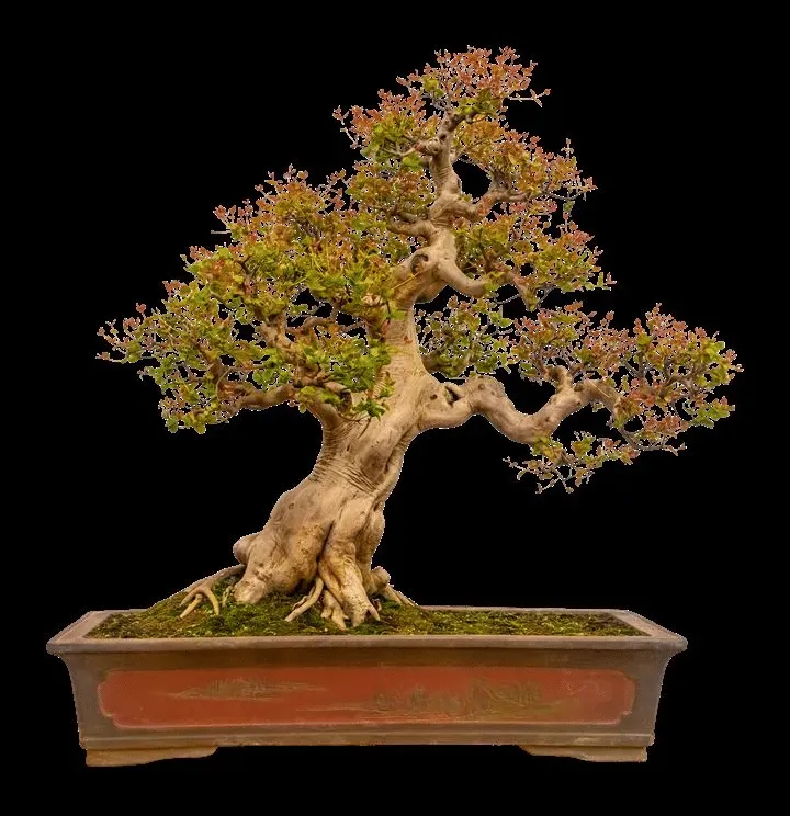 盆栽老桩植物耐寒枫叶庭院石榴树盆栽榆树盆景流泉枫专用梅花客厅