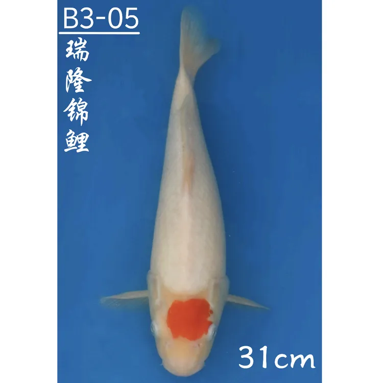 精品日系花色锦鲤30~34公分