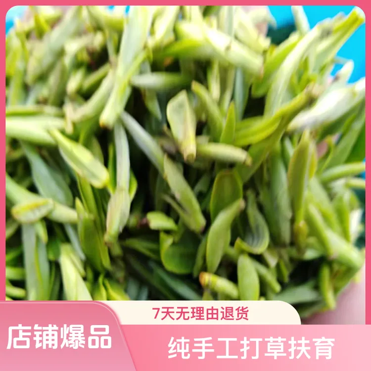 头采珍选明前特级霍山黄芽树林野茶新茶纯手工头采茶野韵绿茶甜润