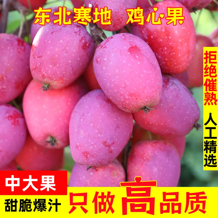 特惠【中大果】东北特产鸡心果嘎嘎甜脆爆汁新鲜采摘当季水果