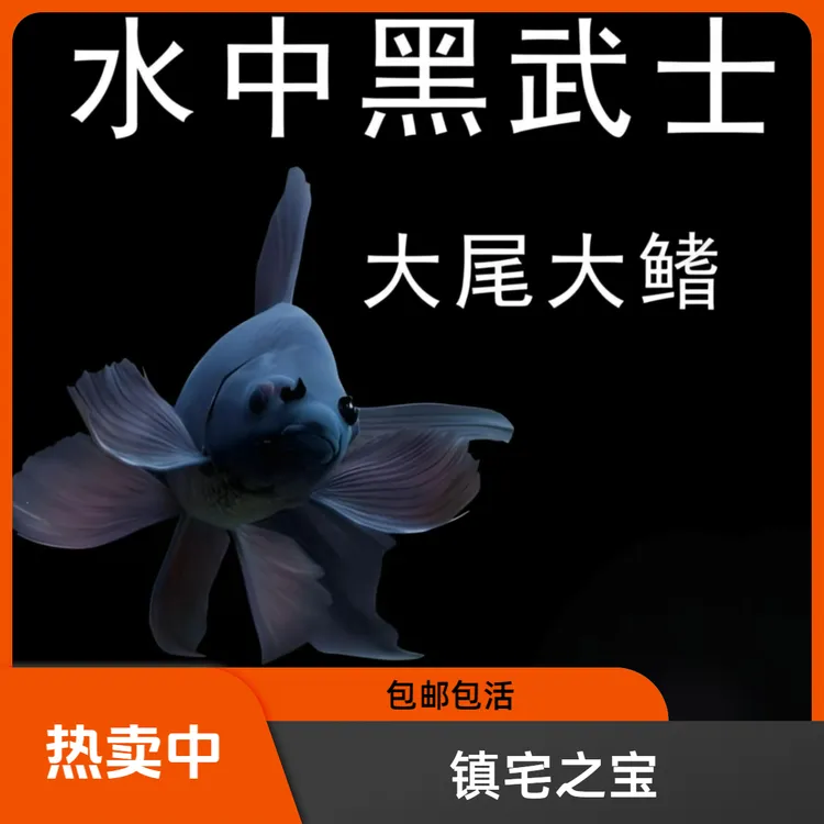 好养耐活七鳍大尾蝴蝶鲤墨蝶普短活体观赏鱼狮子头