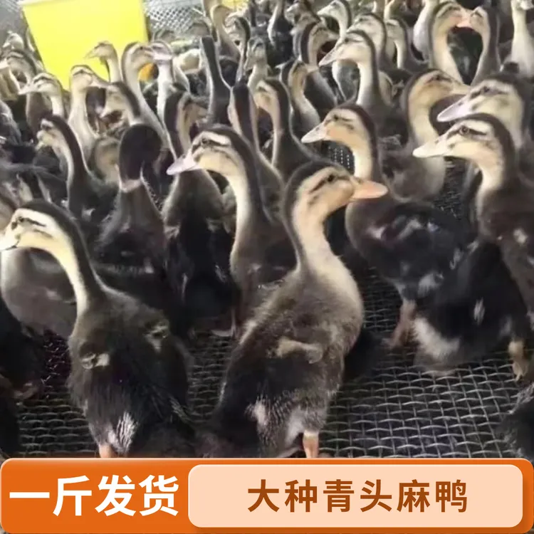 【一斤】大种青头麻鸭活体幼苗呆萌宠物鸭可爱健康包邮到家