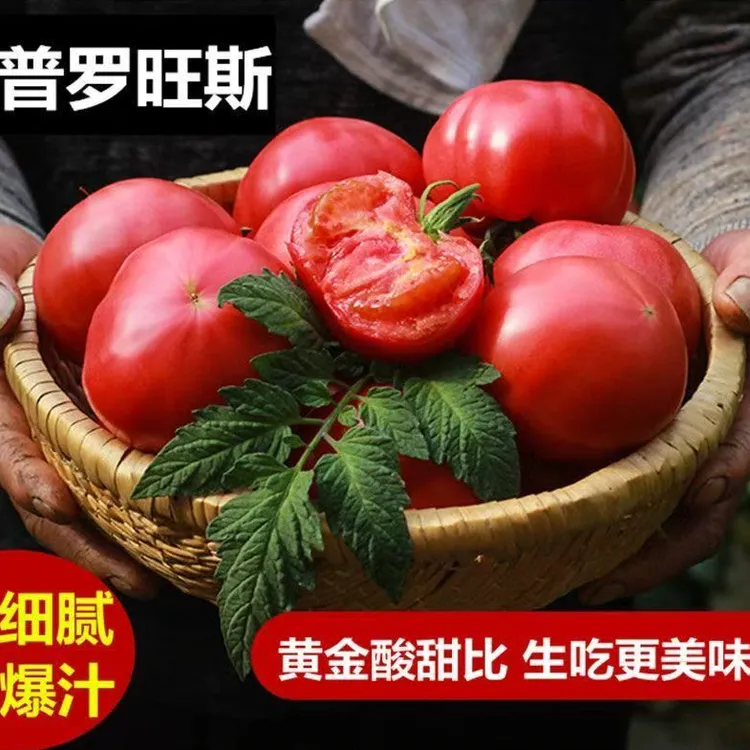 陕西泾阳普罗旺斯水果西红柿自然藤上熟3-5斤软糯沙瓤新鲜番茄商品图