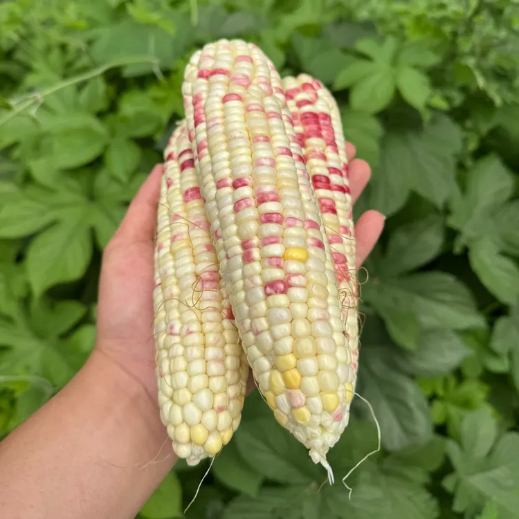兴平新品甜糯花玉米应季农家玉米蔬菜带皮净重包邮3斤/5斤
